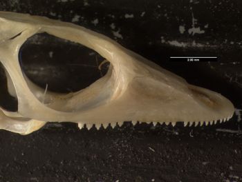 Media type: image;   Herpetology R-75800